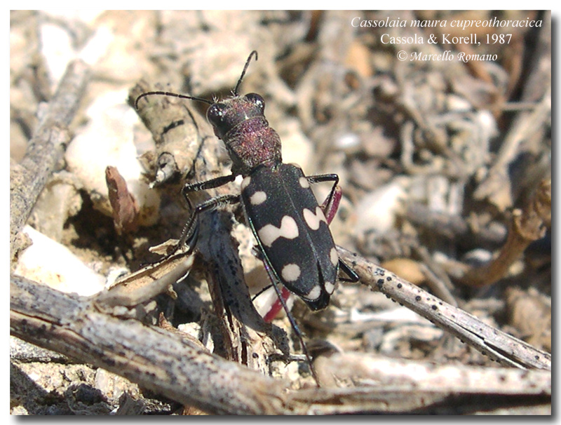 Cassolaia maura, piccola Cicindela per un grande romano
